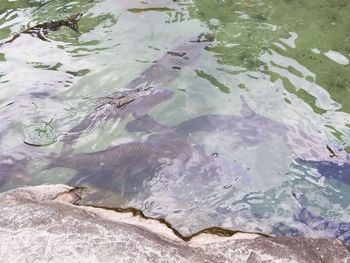 High angle view of fish in lake
