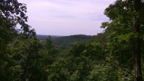 Scenic view of forest against sky