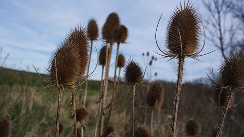 Close-up of thistle on field against sky