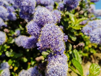 Close-up of purple flowers blooming outdoors