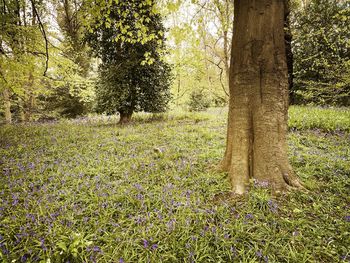 Trees growing in field