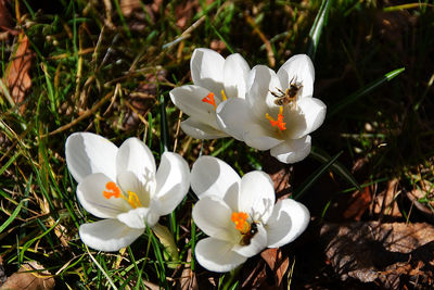 Close-up of white flowers