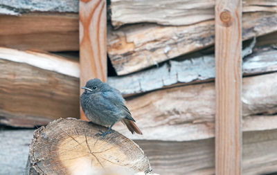 Close-up of bird perching on wood