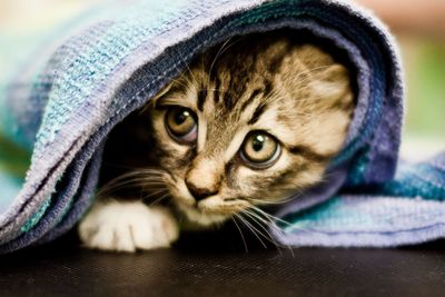 Close-up portrait of cat