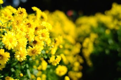 Close-up of yellow flowering plant on field