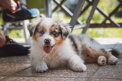 Smiling australian shepherd dog lies on the ground. puppy of blue merle sticks out his tongue