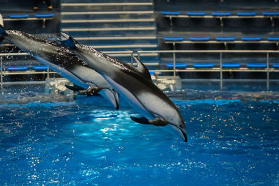 View of an animal in swimming pool