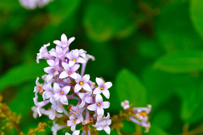 Close-up of flowers blooming outdoors