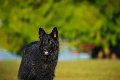 Close-up of black dog on field