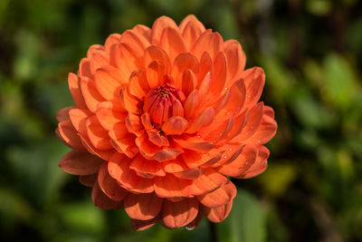 Close-up of orange flower blooming outdoors
