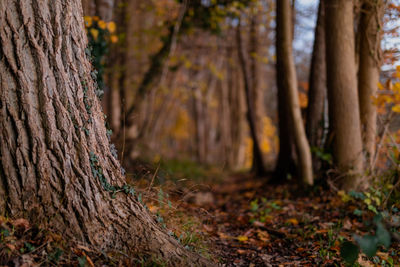 Trees growing in forest