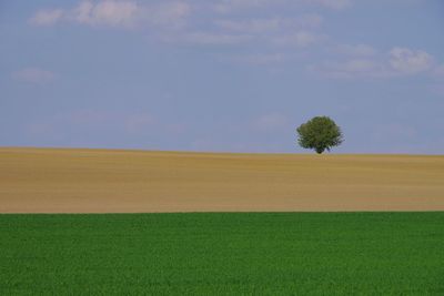 Scenic view of field against sky