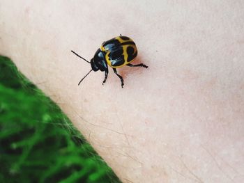 Close-up of insect on hand