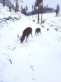 Horses on snow field during winter