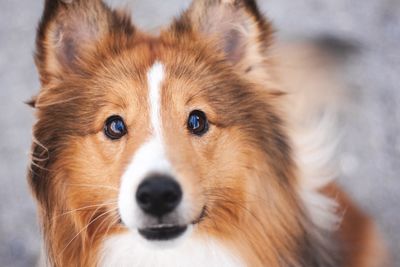 Close-up portrait of dog