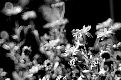 Close-up of flowers blooming outdoors