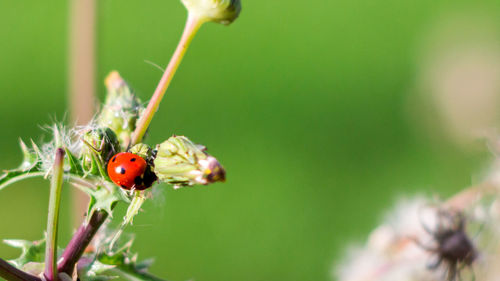 Close-up of ladybug on leaf