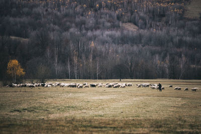 Sheep grazing on field