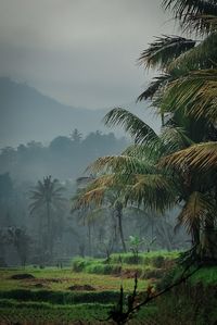 Palm trees against sky