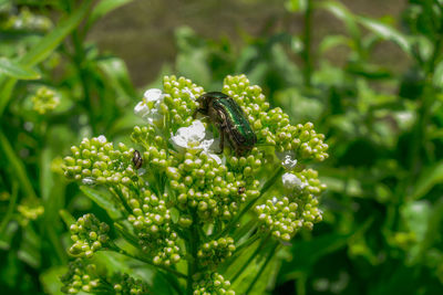 Close-up of honey bee on plant