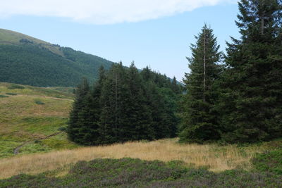 Scenic view of pine trees on field against sky