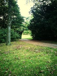 Trees on field