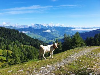 View of a cattle on mountain