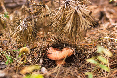 Saffron milk cap in fallen needles in coniferous forest, mushroom picking season