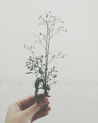Close-up of hand holding plant against white background