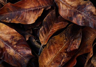 Full frame shot of dried autumn leaves