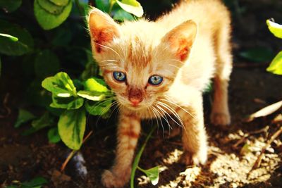 Portrait of kitten in field