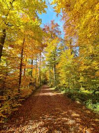 Footpath amidst trees in forest during autumn