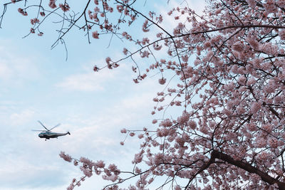 Low angle view of cherry blossoms against sky