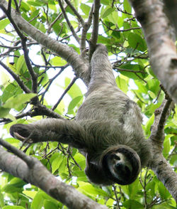 Low angle view of monkey sitting on tree