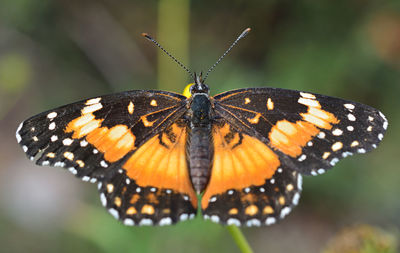 Close-up of butterfly perching on leaf