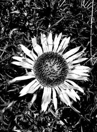 Directly above shot of flower