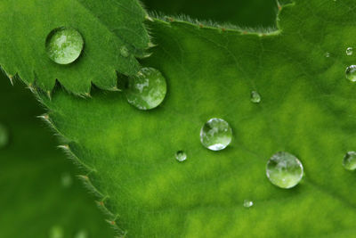 Close-up of raindrops on green leaves