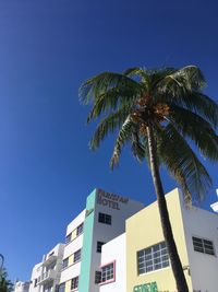 Low angle view of palm tree against blue sky