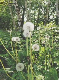 Close-up of sheep on tree