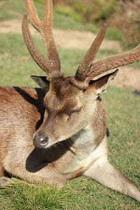 Close-up of deer on field