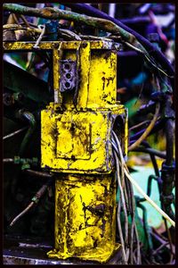 Close up of yellow flower