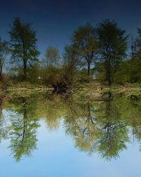 Reflection of trees in water