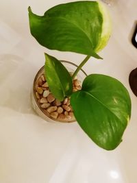 High angle view of green leaves on plant