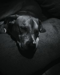 Close-up of dog sleeping