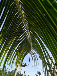 Close-up of palm tree against sky