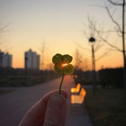 Close-up of hand holding plant against sky during sunset