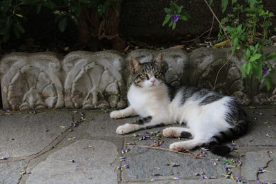 Cat sitting on a wall