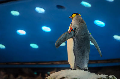 Full length of a bird