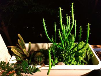 Close-up of cactus in potted plant