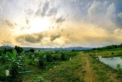 Scenic view of agricultural field against sky during sunset